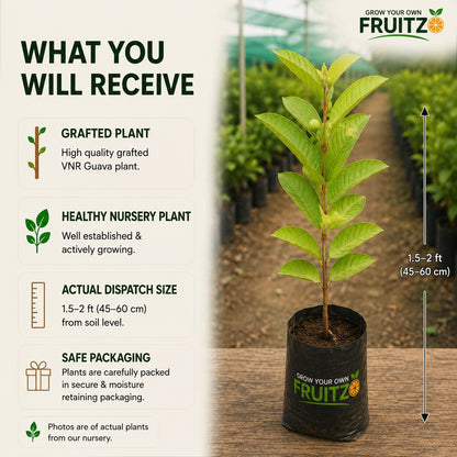 VNR Guava Grafted Plant for Home & Terrace Gardening