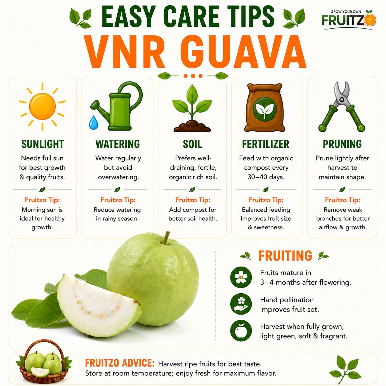 VNR Guava Grafted Plant for Home & Terrace Gardening