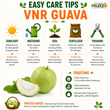 VNR Guava Grafted Plant for Home & Terrace Gardening
