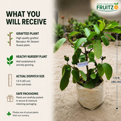 Baruipur All-Season Guava Tree for Home Gardens (Grafted)
