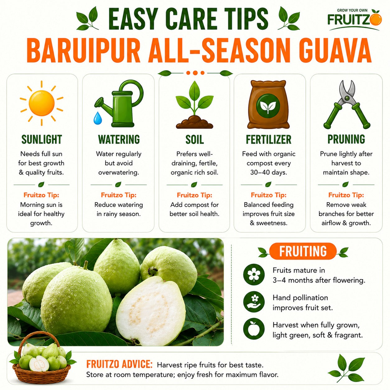 Baruipur All-Season Guava Tree for Home Gardens (Grafted)