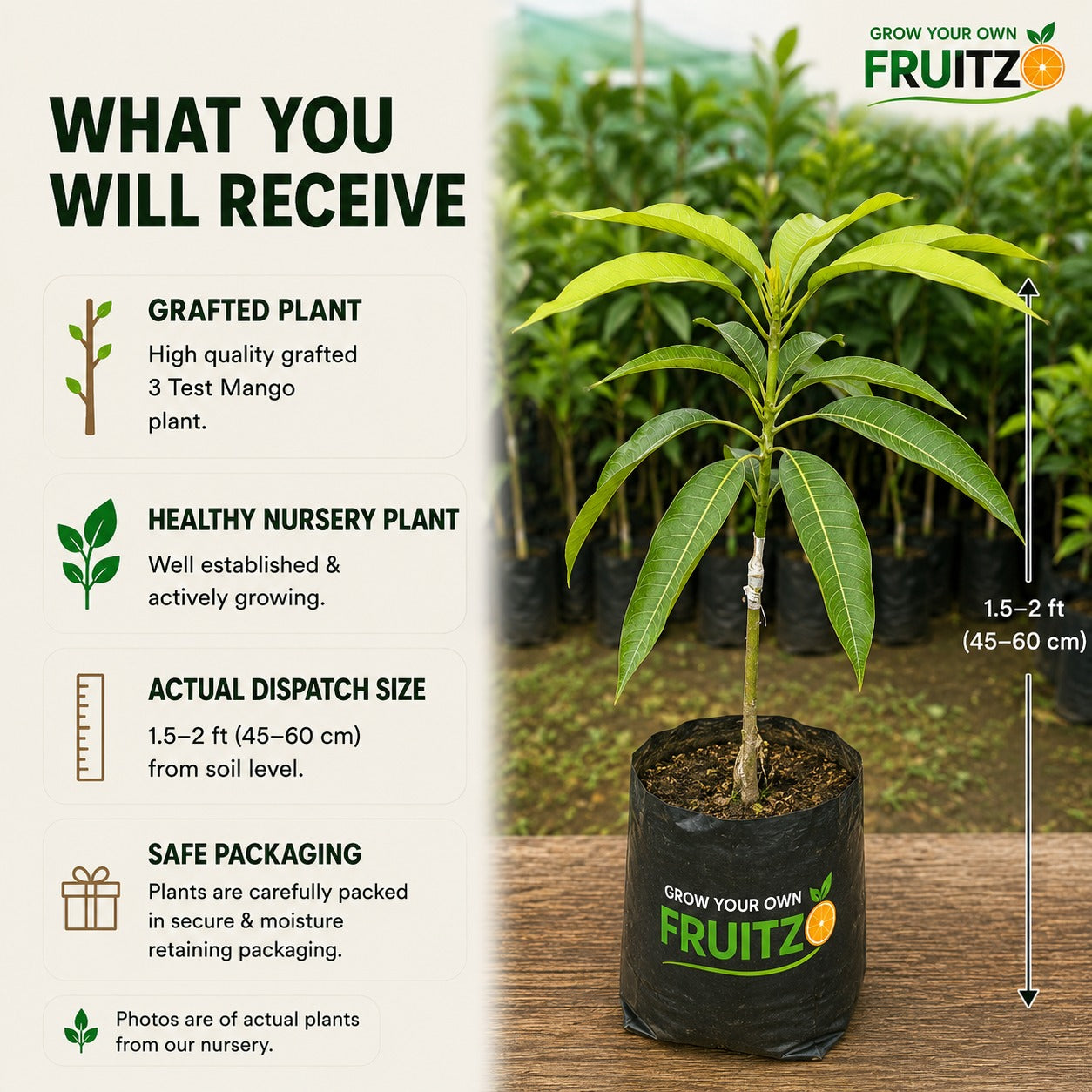 3 Test Mango Grafted Plant for Home & Terrace Gardening