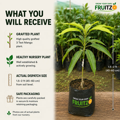 3 Test Mango Grafted Plant for Home & Terrace Gardening