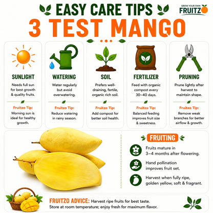 3 Test Mango Grafted Plant for Home & Terrace Gardening