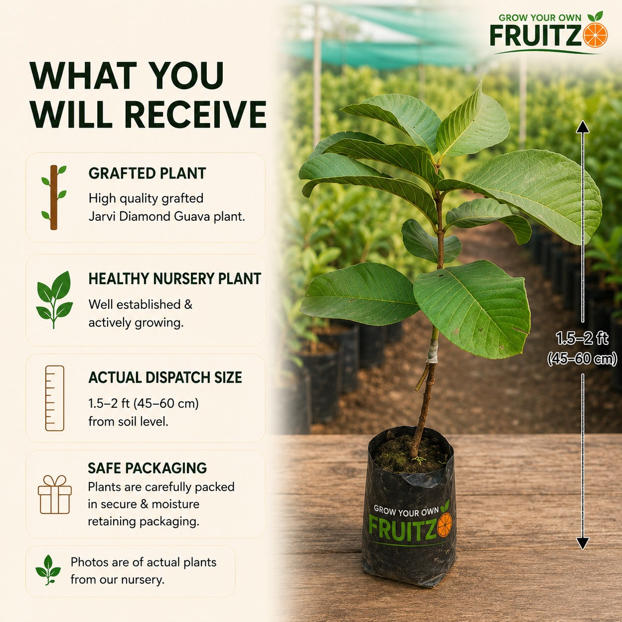 Grafted Jarvi Diamond  Guava Fruit Plant (Seedless) For Home & Terrace Gardening