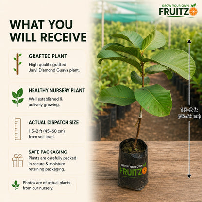 Grafted Jarvi Diamond  Guava Fruit Plant (Seedless) For Home & Terrace Gardening
