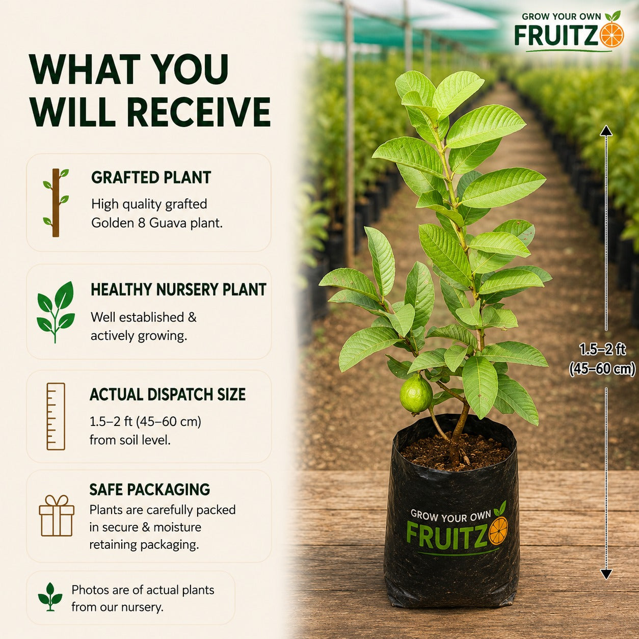 Golden 8 guava Grafted Plant For Home & Terrace Gardening