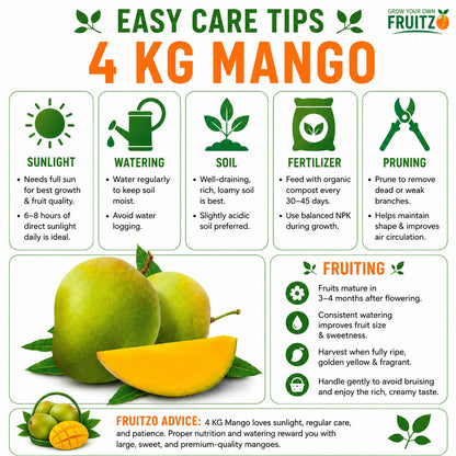 4 kg Mango Grafted Plant For Home & Terrace Gardening