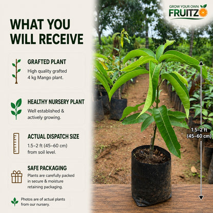 4 kg Mango Grafted Plant For Home & Terrace Gardening