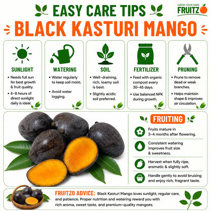 Black Kasturi Mango Grafted Plant For Home & Terrace Gardening