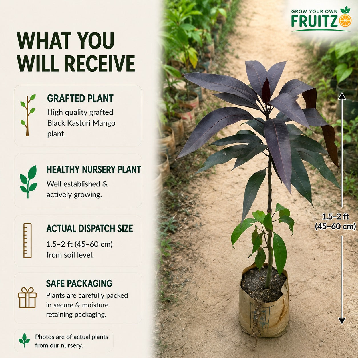 Black Kasturi Mango Grafted Plant For Home & Terrace Gardening