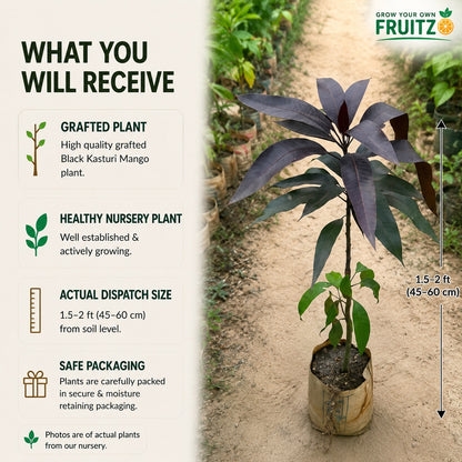 Black Kasturi Mango Grafted Plant For Home & Terrace Gardening