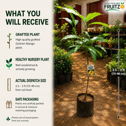Dasheri Grafted Mango Plant 1.5 - 2 Feet