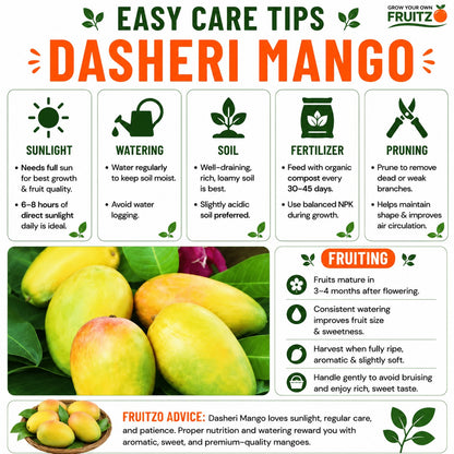 Dasheri Grafted Mango Plant 1.5 - 2 Feet