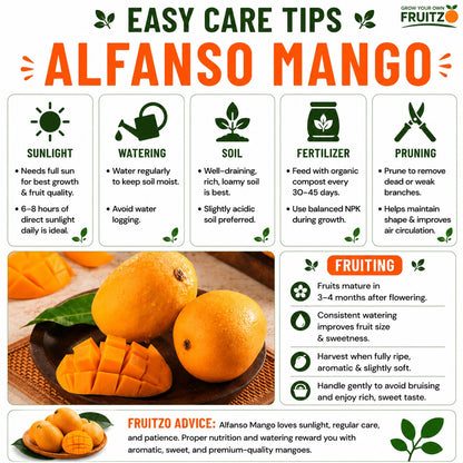 Alfanso Mango Grafted Plant ( 1.5 - 2 feet )