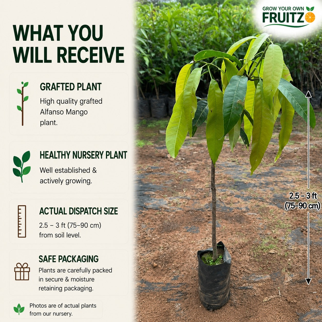 Alfanso Mango Grafted Plant ( 1.5 - 2 feet )