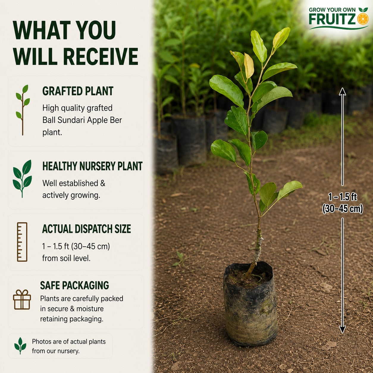Ball Sundari Apple Ber Grafted Plant 1 Feet For Terrace And Home Gardening