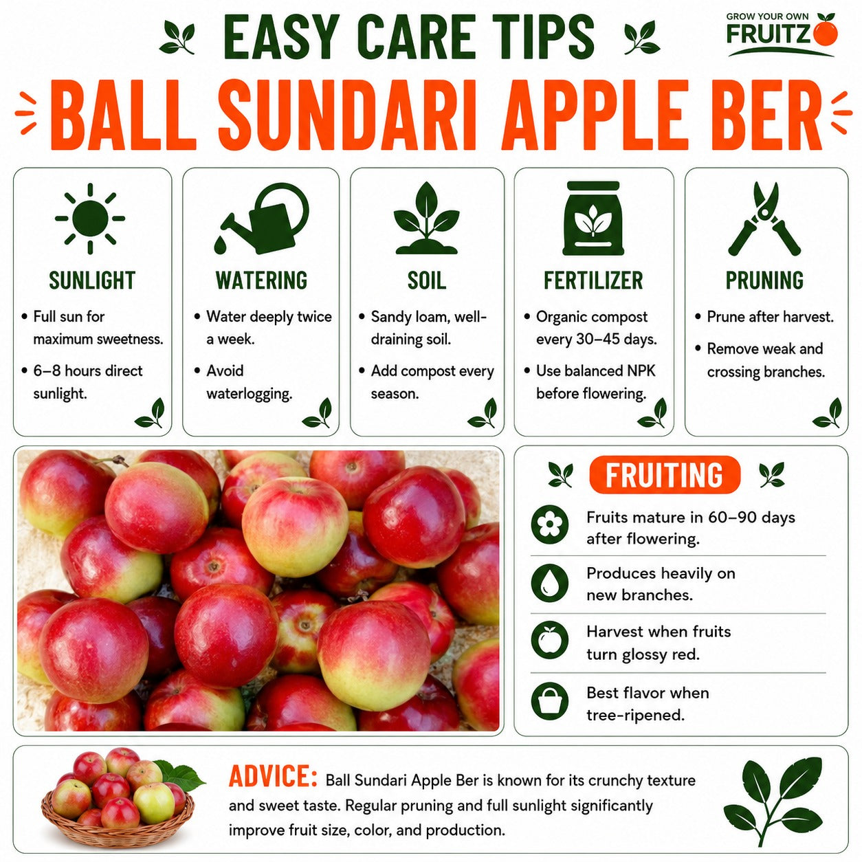 Ball Sundari Apple Ber Grafted Plant 1 Feet For Terrace And Home Gardening