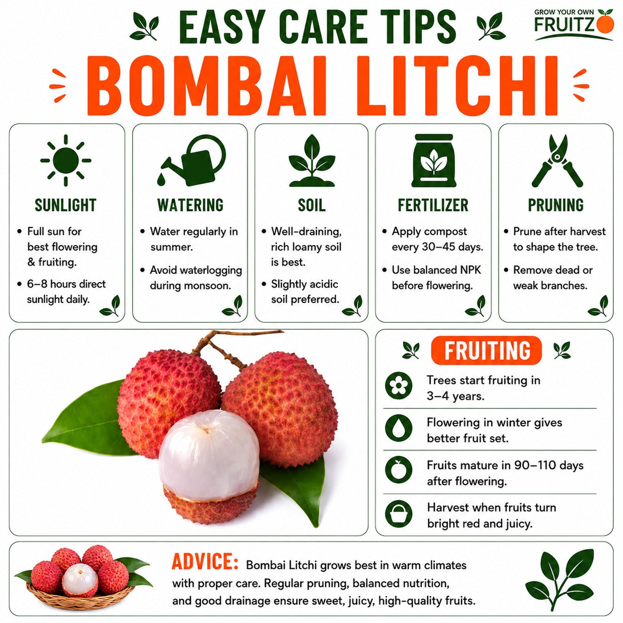 Bombai Litchi Lychee Layering/Grafted Fruit Plant  for Home & Terrace Gardening
