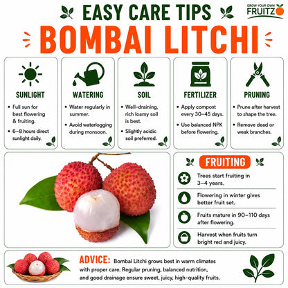 Bombai Litchi Lychee Layering/Grafted Fruit Plant  for Home & Terrace Gardening