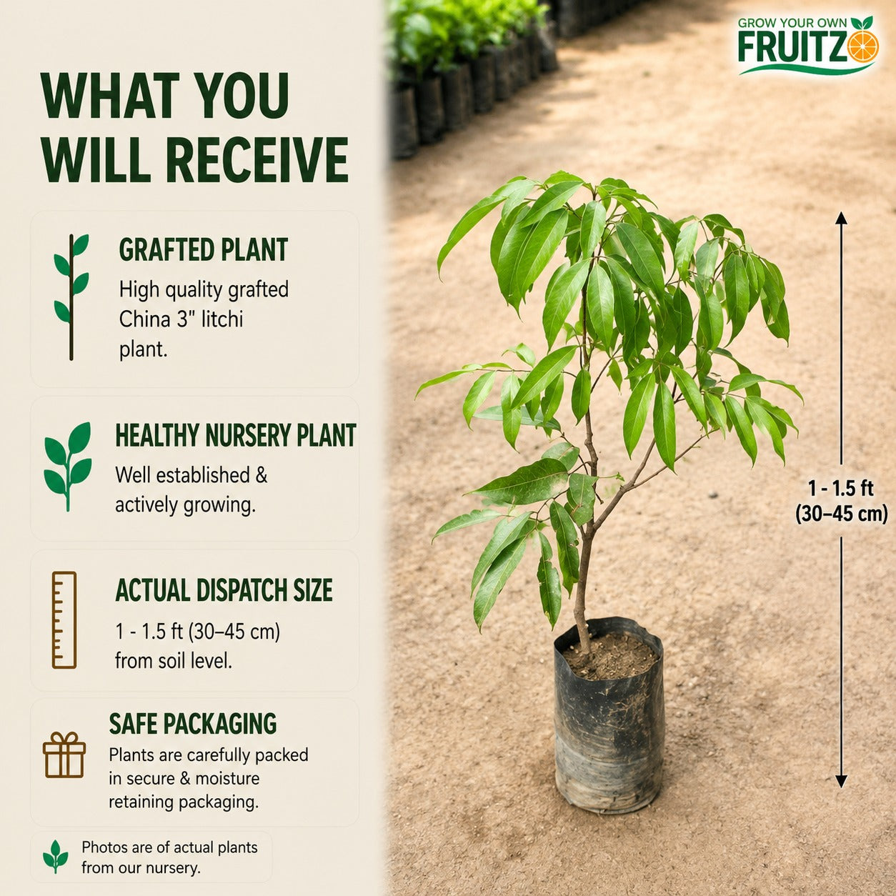 China 3" litchi Grafted plantfor Home & Terrace Gardening
