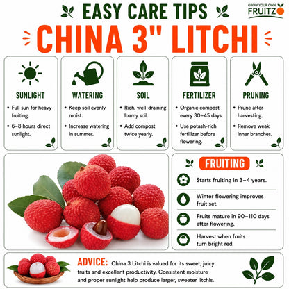 China 3" litchi Grafted plantfor Home & Terrace Gardening