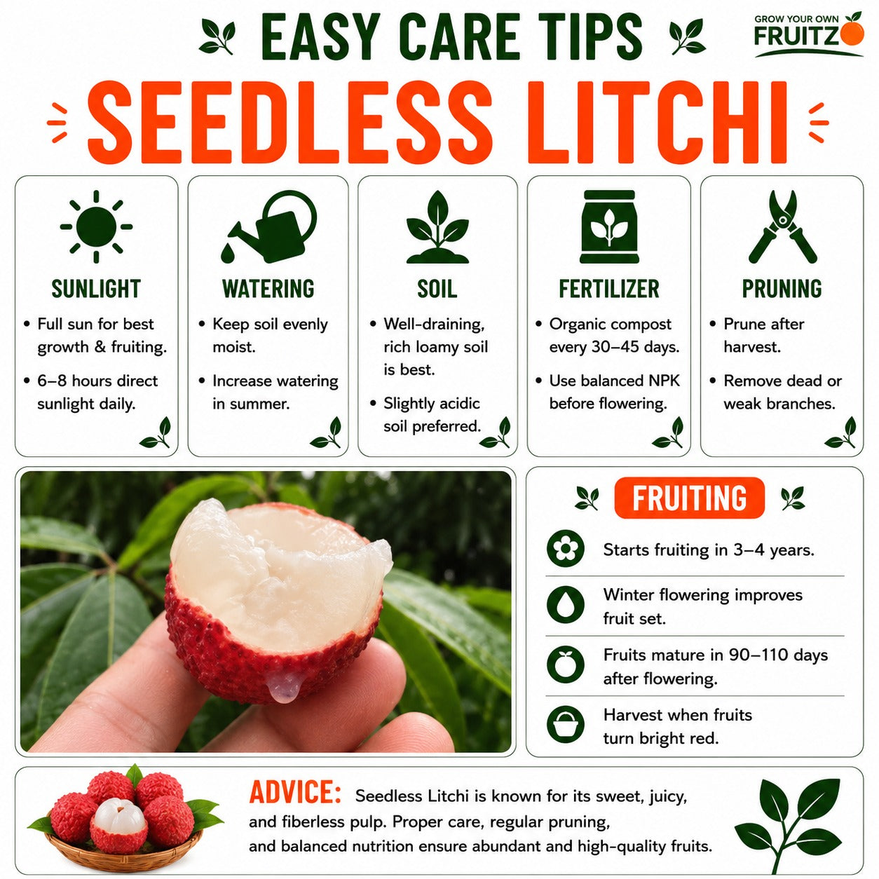 Seedless Litchi Grafted Fruit Plant 1 - 2 Feet For Home & Terrace Garden
