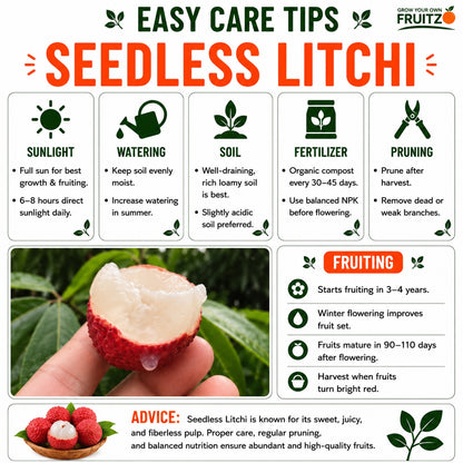 Seedless Litchi Grafted Fruit Plant 1 - 2 Feet For Home & Terrace Garden