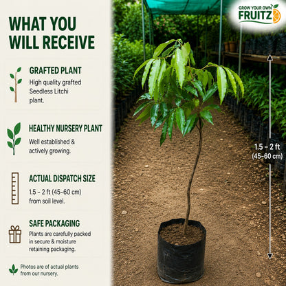 Seedless Litchi Grafted Fruit Plant 1 - 2 Feet For Home & Terrace Garden