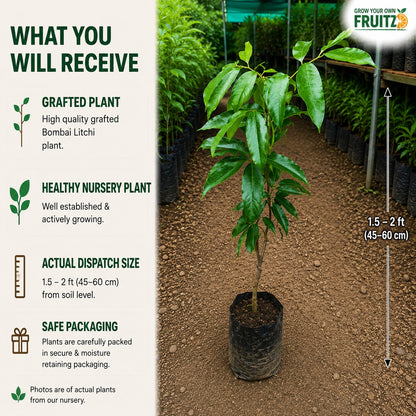 Bombai Litchi Lychee Layering/Grafted Fruit Plant  for Home & Terrace Gardening