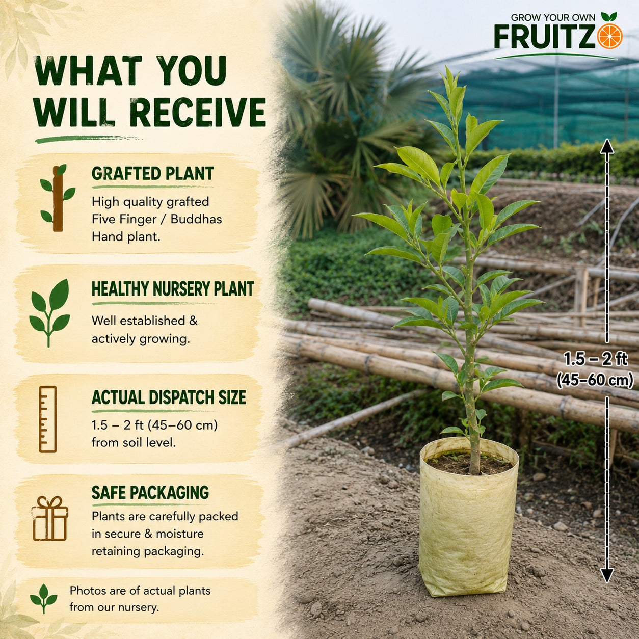 Five Finger / Buddhas Hand Grafted Lemon Plant  for Home & Terrace Gardening