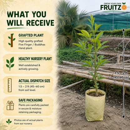 Five Finger / Buddhas Hand Grafted Lemon Plant  for Home & Terrace Gardening