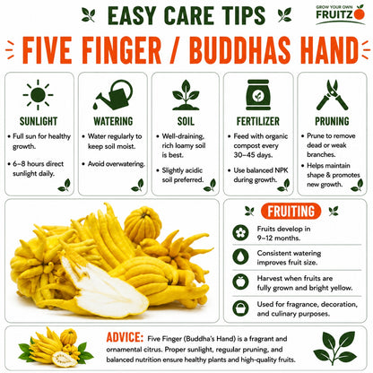 Five Finger / Buddhas Hand Grafted Lemon Plant  for Home & Terrace Gardening