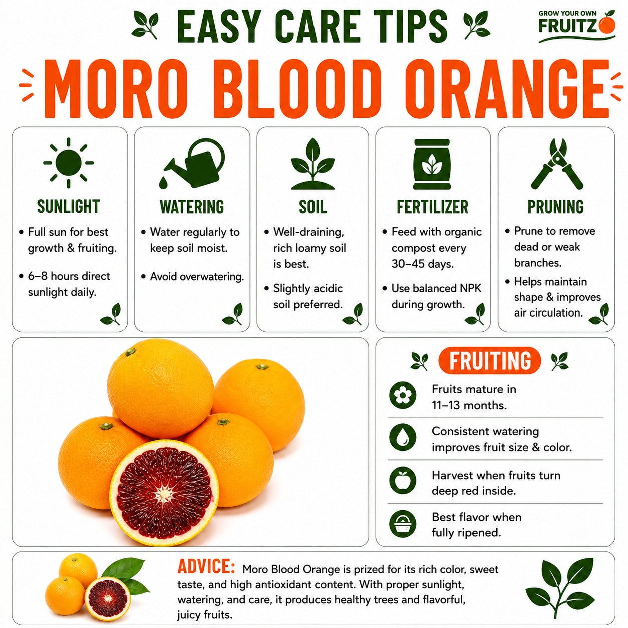 Moro Blood Orange Grafted Fruit Plant for Home & Terrace Gardening