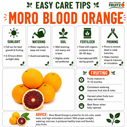 Moro Blood Orange Grafted Fruit Plant for Home & Terrace Gardening