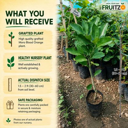 Moro Blood Orange Grafted Fruit Plant for Home & Terrace Gardening