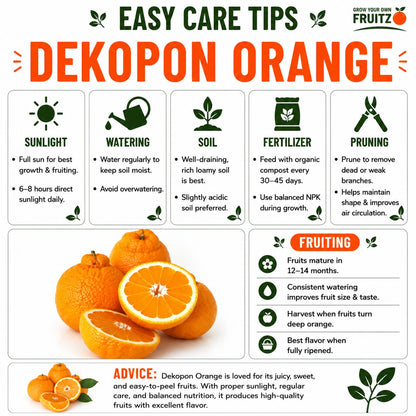 Dekopon Orange (Grafted) Plantfor Home & Terrace Gardening