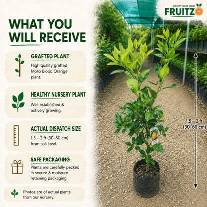 Dekopon Orange (Grafted) Plantfor Home & Terrace Gardening