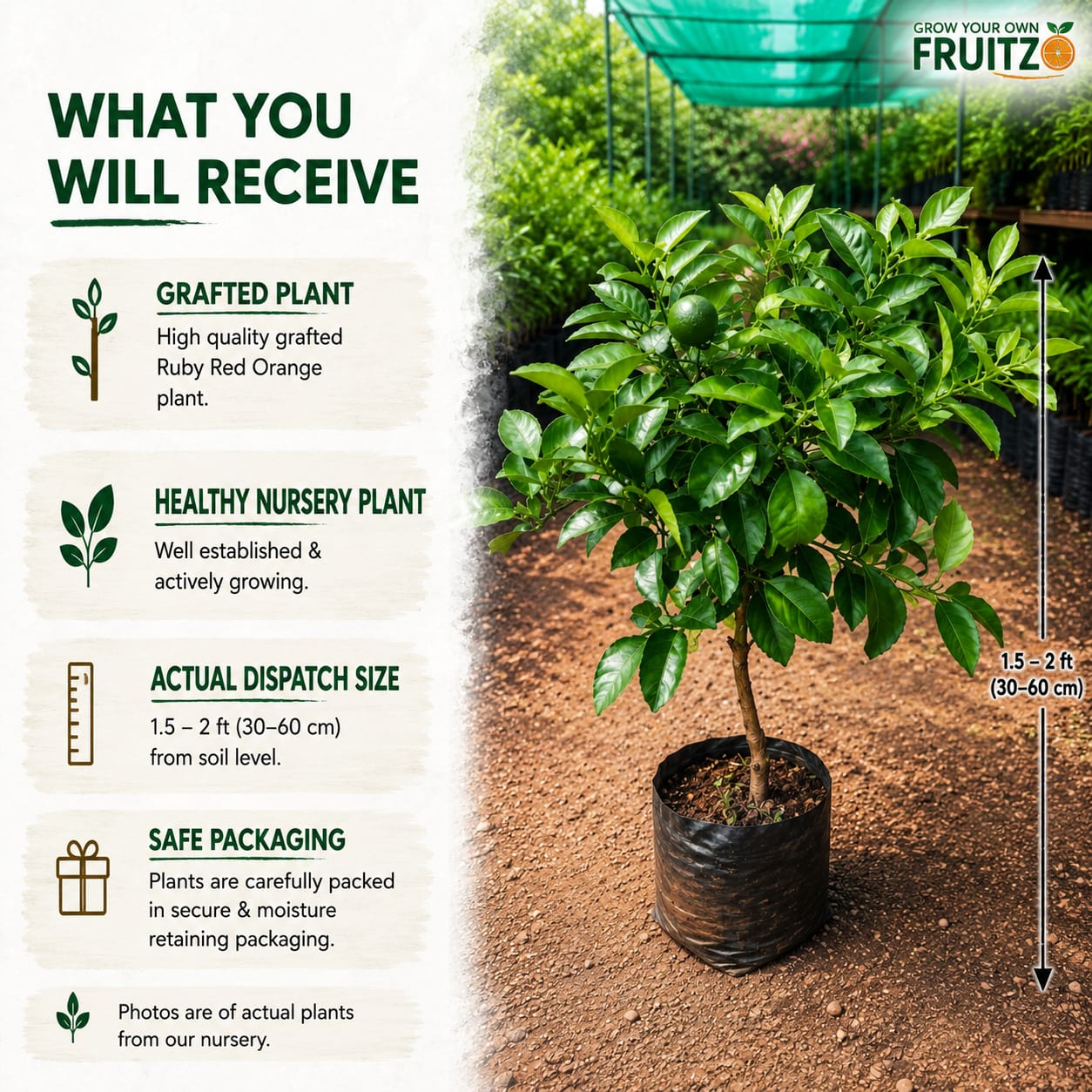 Ruby Red Greatfruit (Grafted) Plant for Home & Terrace Gardening