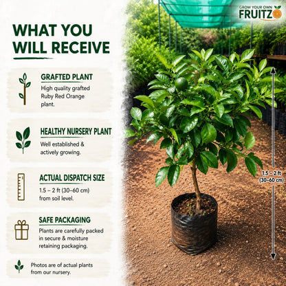 Ruby Red Greatfruit (Grafted) Plant for Home & Terrace Gardening