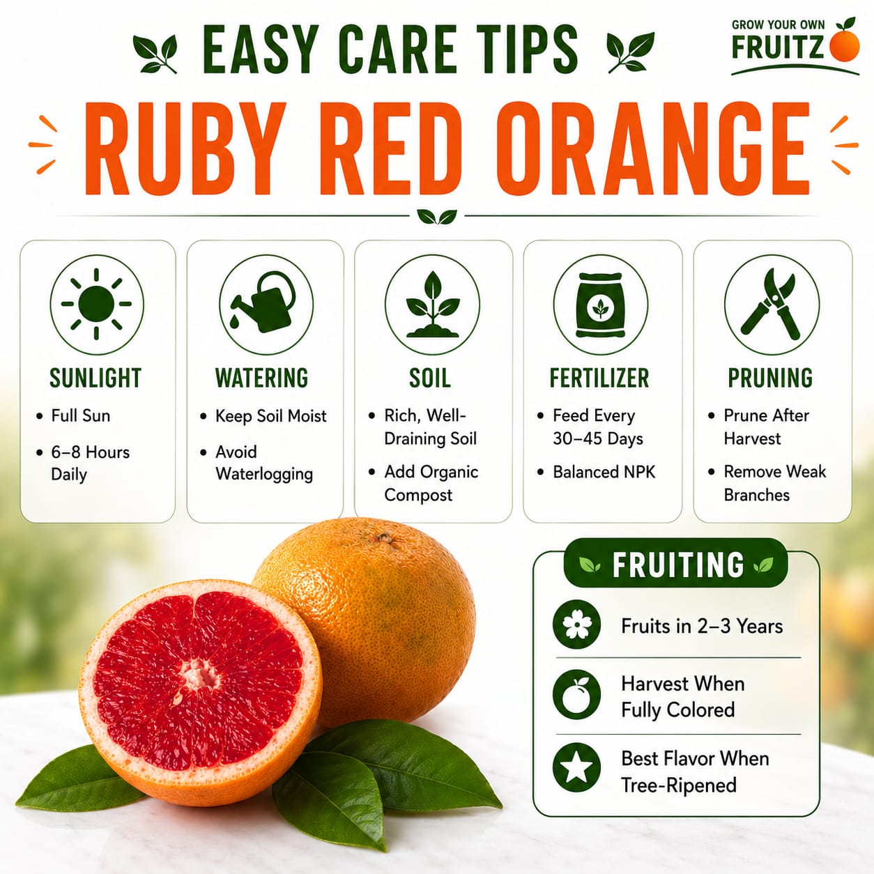 Ruby Red Greatfruit (Grafted) Plant for Home & Terrace Gardening