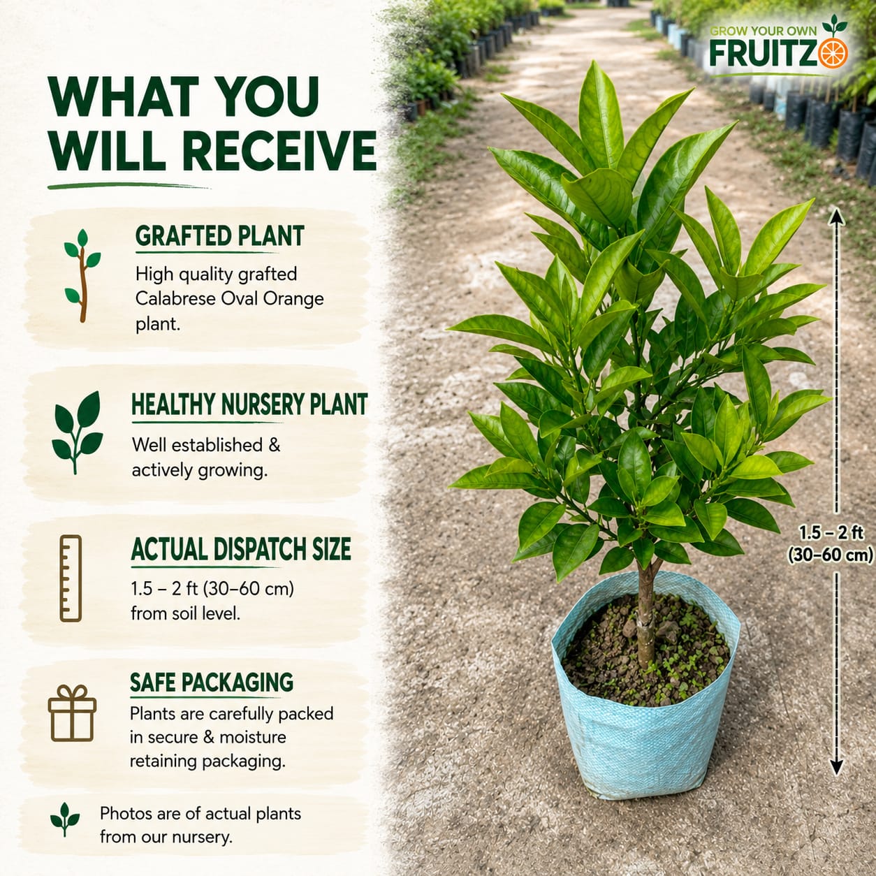 Calabrese Oval Orange Grafted Plant for Home & Terrace Gardening