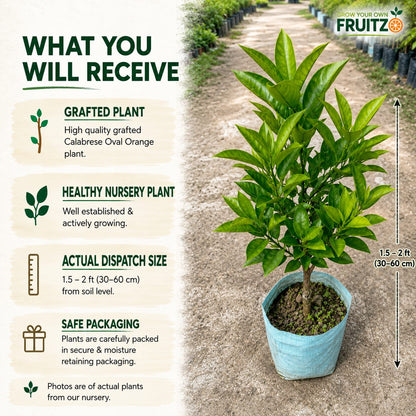 Calabrese Oval Orange Grafted Plant for Home & Terrace Gardening