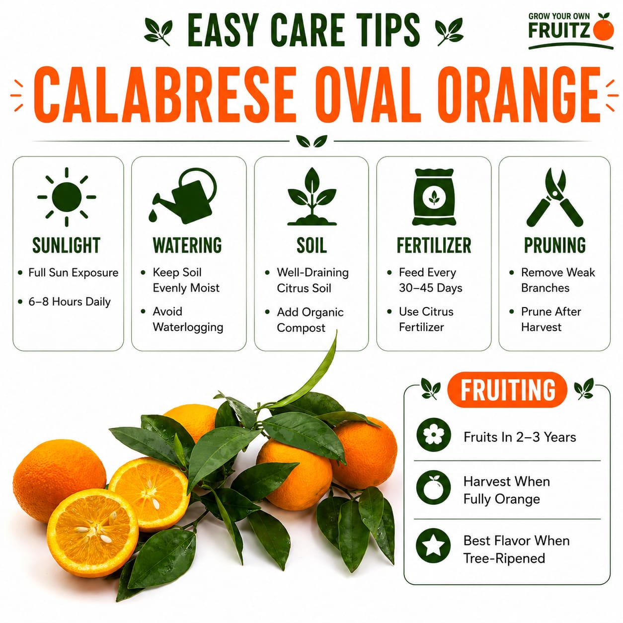 Calabrese Oval Orange Grafted Plant for Home & Terrace Gardening