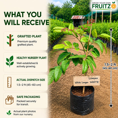 White Longon Grafted Fruit Plant For Home | Terrace Gardening