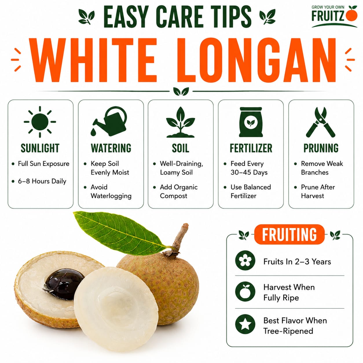 White Longon Grafted Fruit Plant For Home | Terrace Gardening