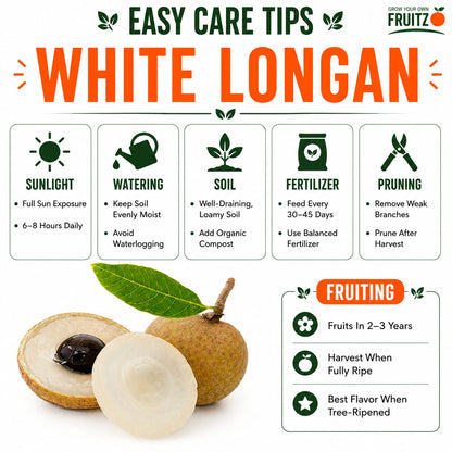 White Longon Grafted Fruit Plant For Home | Terrace Gardening