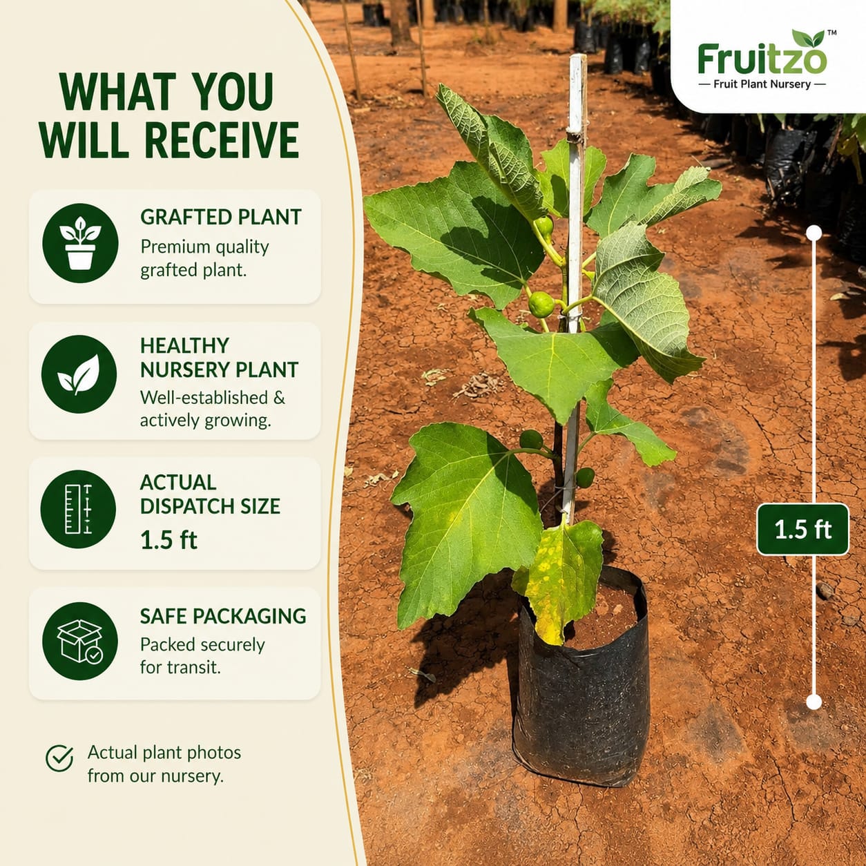 Red Khurtmani Israel Fig Grafted Plant for Home & Terrace Gardening