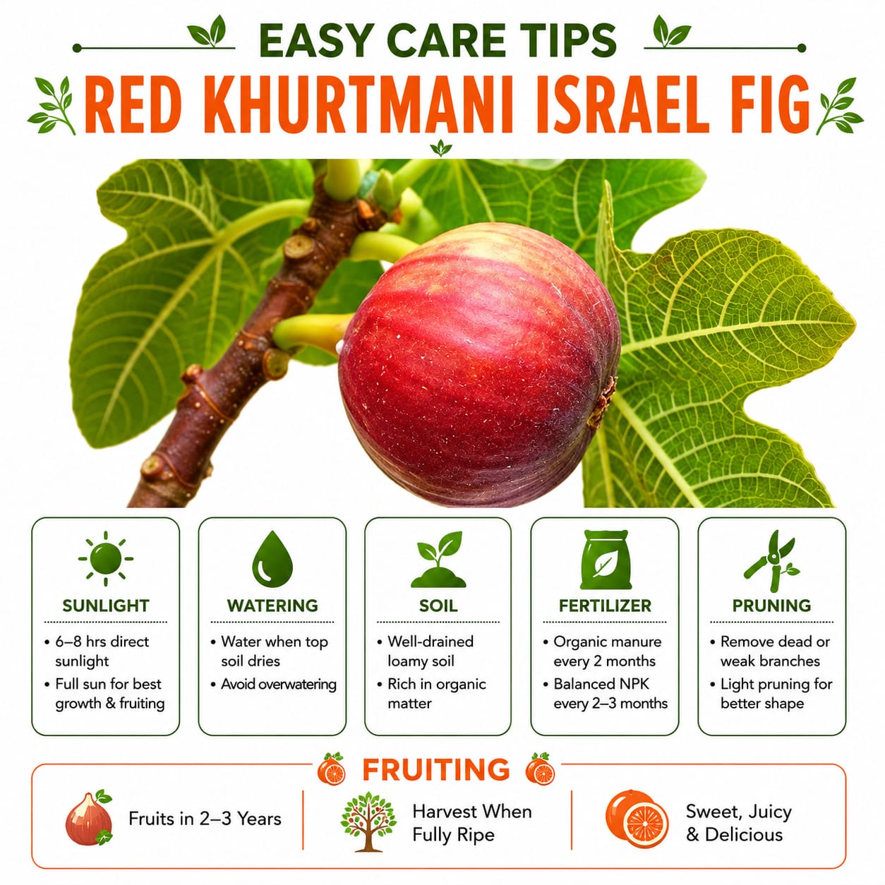 Red Khurtmani Israel Fig Grafted Plant for Home & Terrace Gardening
