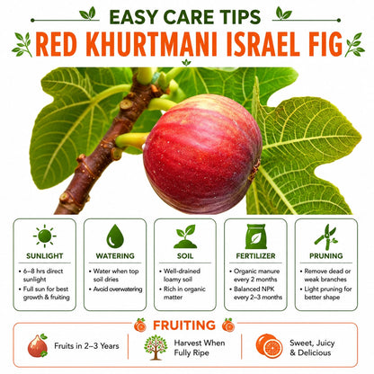 Red Khurtmani Israel Fig Grafted Plant for Home & Terrace Gardening